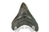 Sharply Serrated, Fossil Megalodon Tooth #155336-2